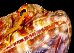 Lizard Fish with parasites face portrait by Brian Welman 